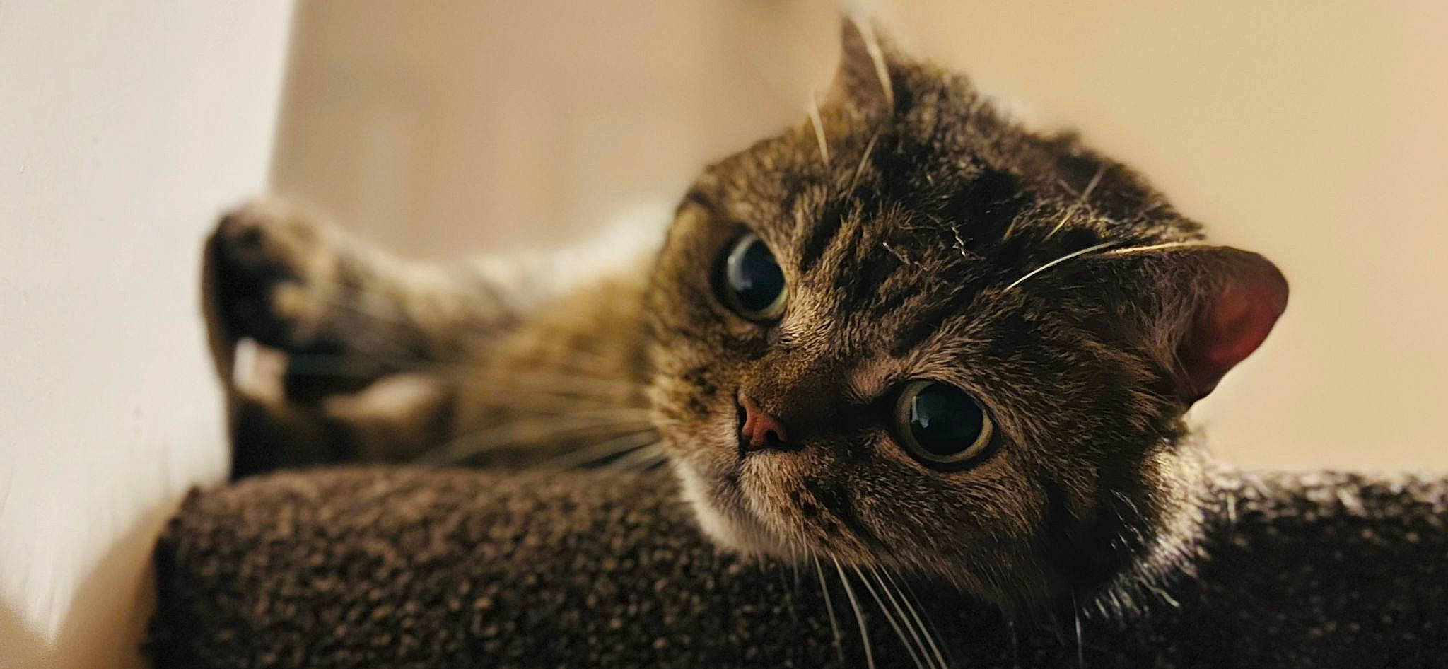 Mitty is registered to the contest to win money with this photo: carnivore, cat, domestic_short_haired_cat, ear, felidae, fur, grey, paw, small_to_medium_sized_cats, snout, terrestrial_animal, whiskers, wildlife