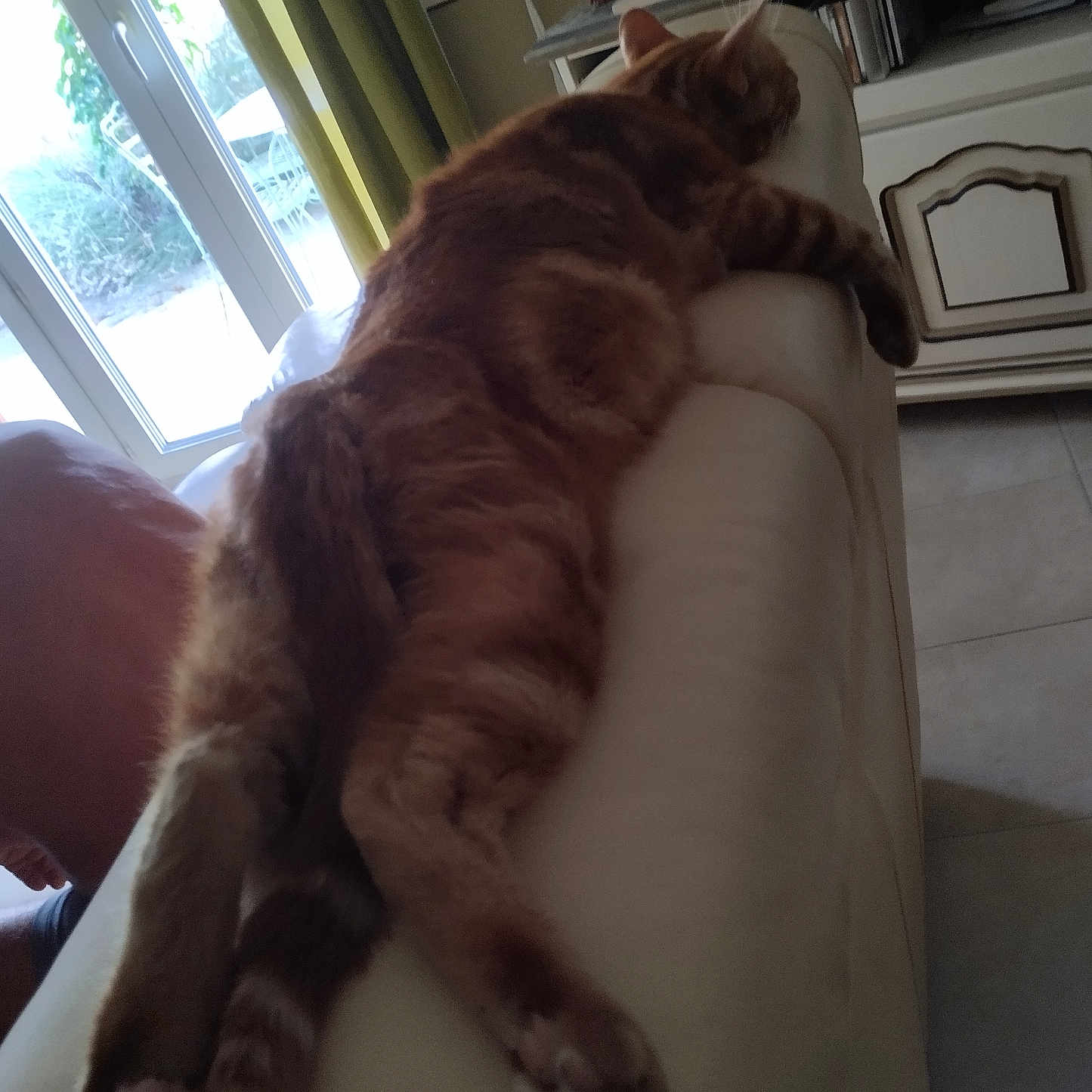 Mimi a rejoint le concours — aidez-le/la à gagner de superbes lots ! cat, couch, cozy, curtains, daylight, domestic_animal, feline, furniture, ginger_cat, home, indoor, legs, living_room, pet, relaxing, resting, sleeping, tail, tile_floor, window