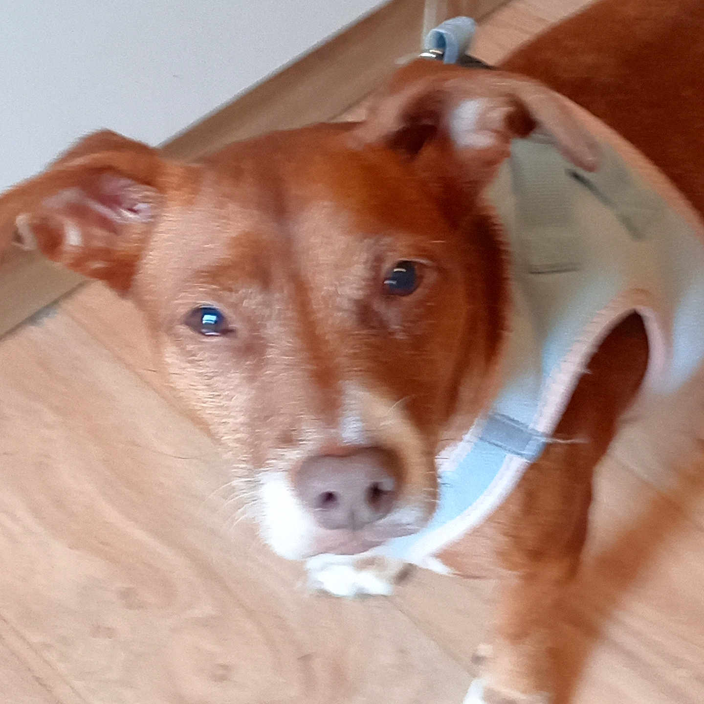 Bella participe au concours pour gagner de l'argent avec cette photo : accessories, animal, boxer, bulldog, canine, chihuahua, dog, hardwood, hound, husky, indoors, interiordesign, labradorretriever, pet, pitbull, plywood, puppy, snout, strap, wood