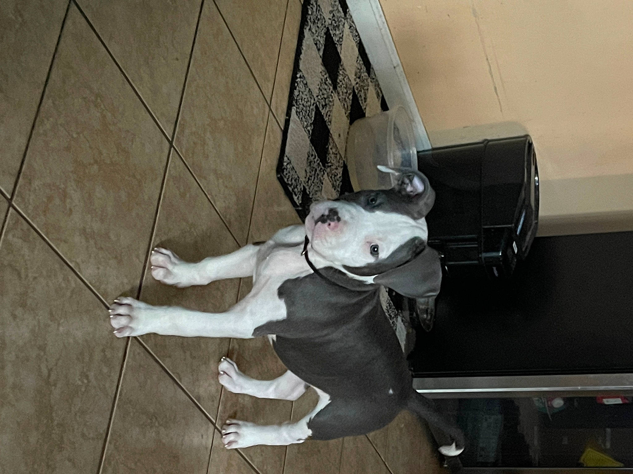 Atlas joined the competition — help win amazing prizes! canidae, carmine, carnivore, companion_dog, dog, dog_breed, fawn, fictional_character, floor, flooring, guard_dog, leash, snout, sporting_group, suit, tail, toy, vehicle_door, wood, working_animal