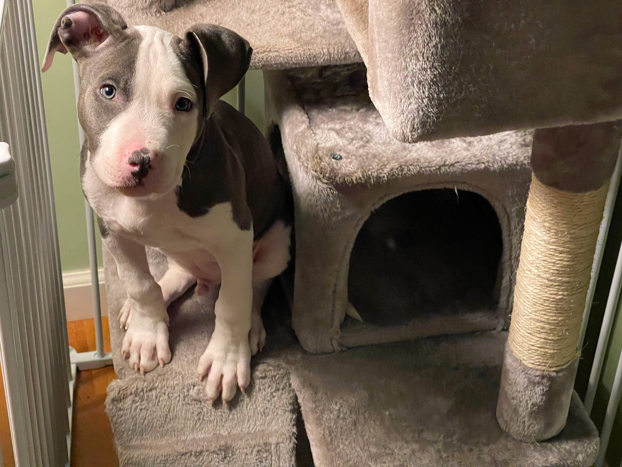 Atlas joined the competition — help win amazing prizes! animal_shelter, automotive_tire, canidae, carnivore, collar, companion_dog, concrete, dog, dog_breed, dog_supply, fawn, fender, metal, non_sporting_group, pet_supply, snout, sporting_group, terrestrial_animal, whiskers, working_animal