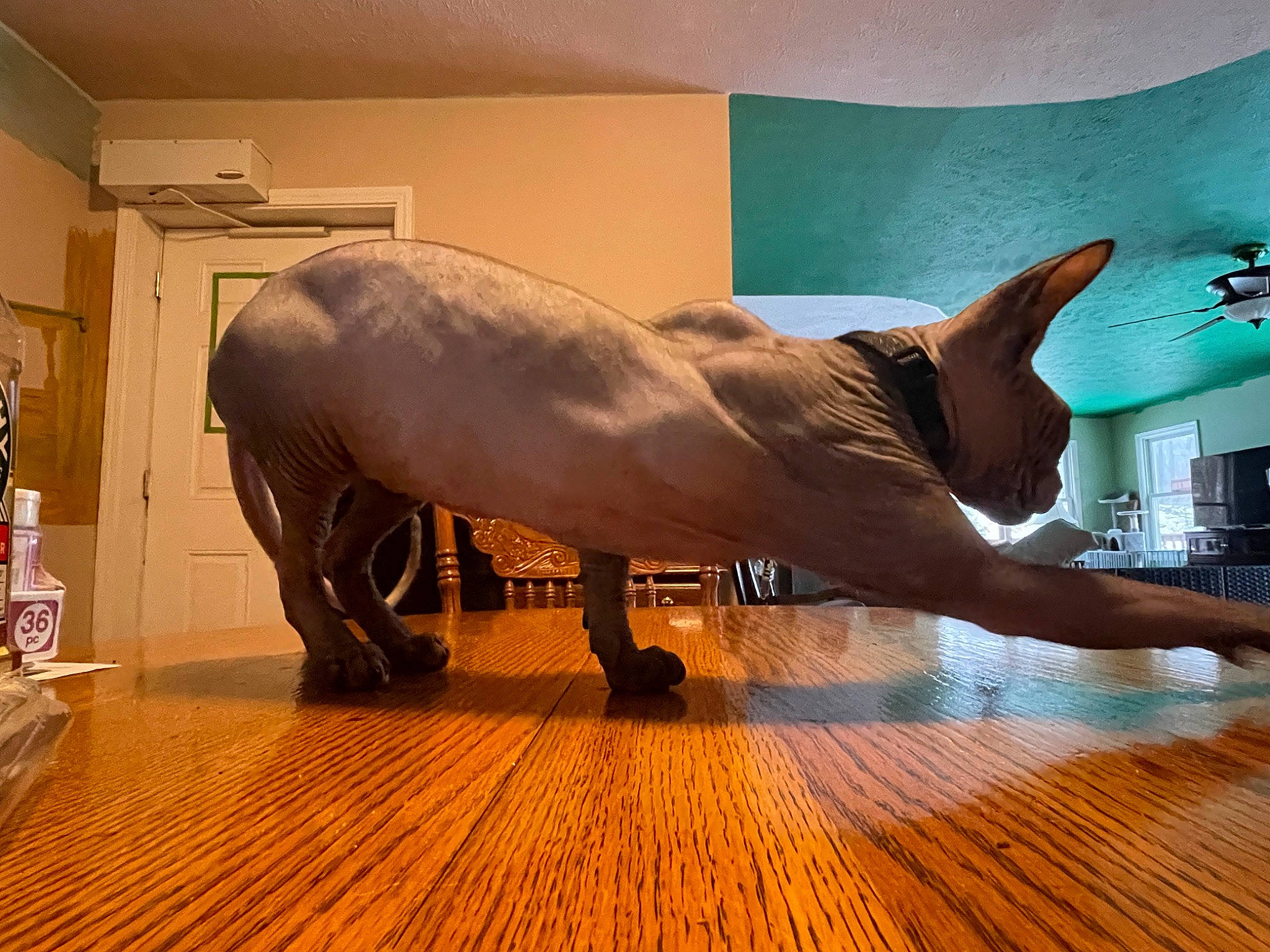 Cosmo joined the competition — help win amazing prizes! art, extinction, fawn, floor, flooring, hardwood, horn, laminate_flooring, marine_mammal, picture_frame, plank, sculpture, snout, tail, terrestrial_animal, tusk, varnish, wood, wood_flooring, working_animal