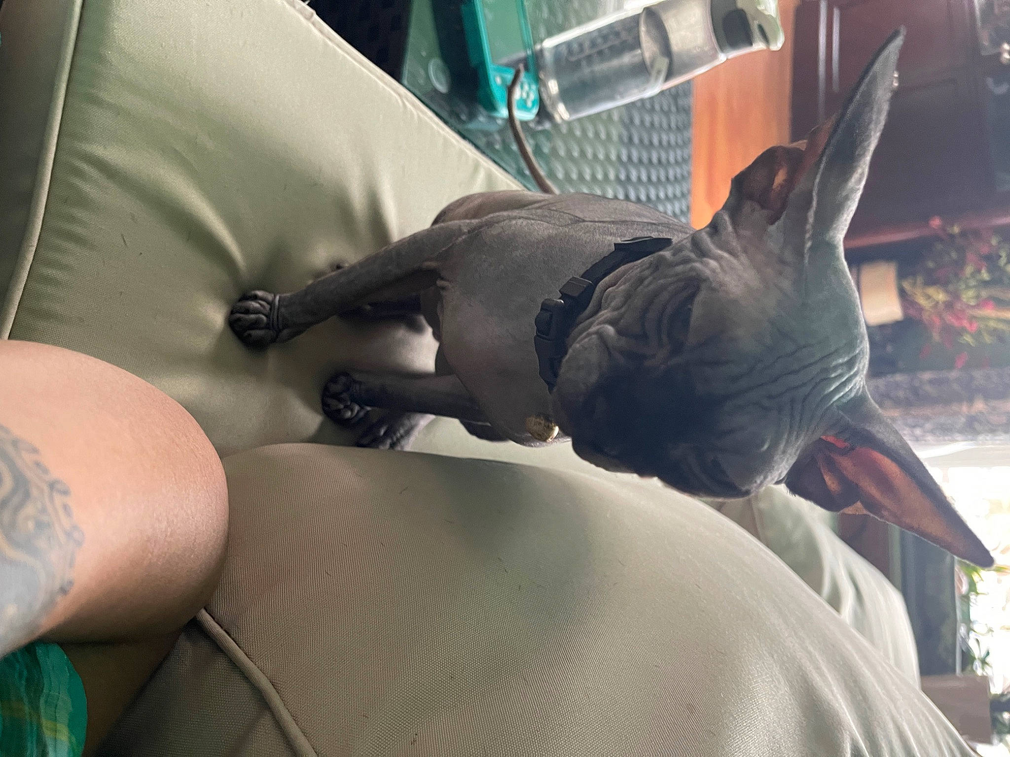 Cosmo joined the competition — help win amazing prizes! abdomen, beak, bird, chest, comfort, elbow, feather, gesture, hand, human_leg, interaction, knee, mammal, tail, temporary_tattoo, thigh, trunk, vertebrate, wing, wrist