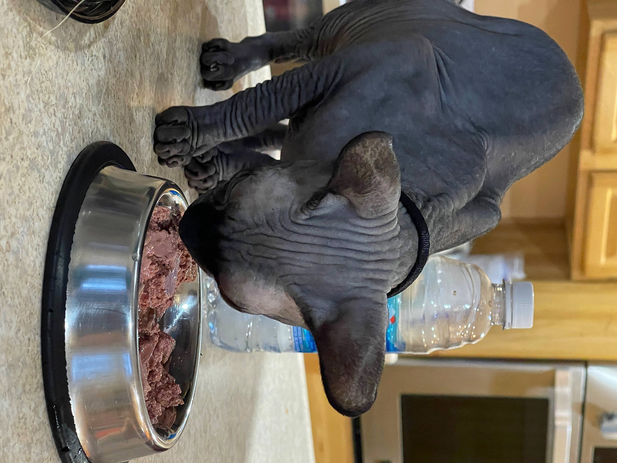 Cosmo joined the competition — help win amazing prizes! art, automotive_tire, machine, metal, personal_protective_equipment, sculpture, snout, statue, visual_arts, wood, working_animal