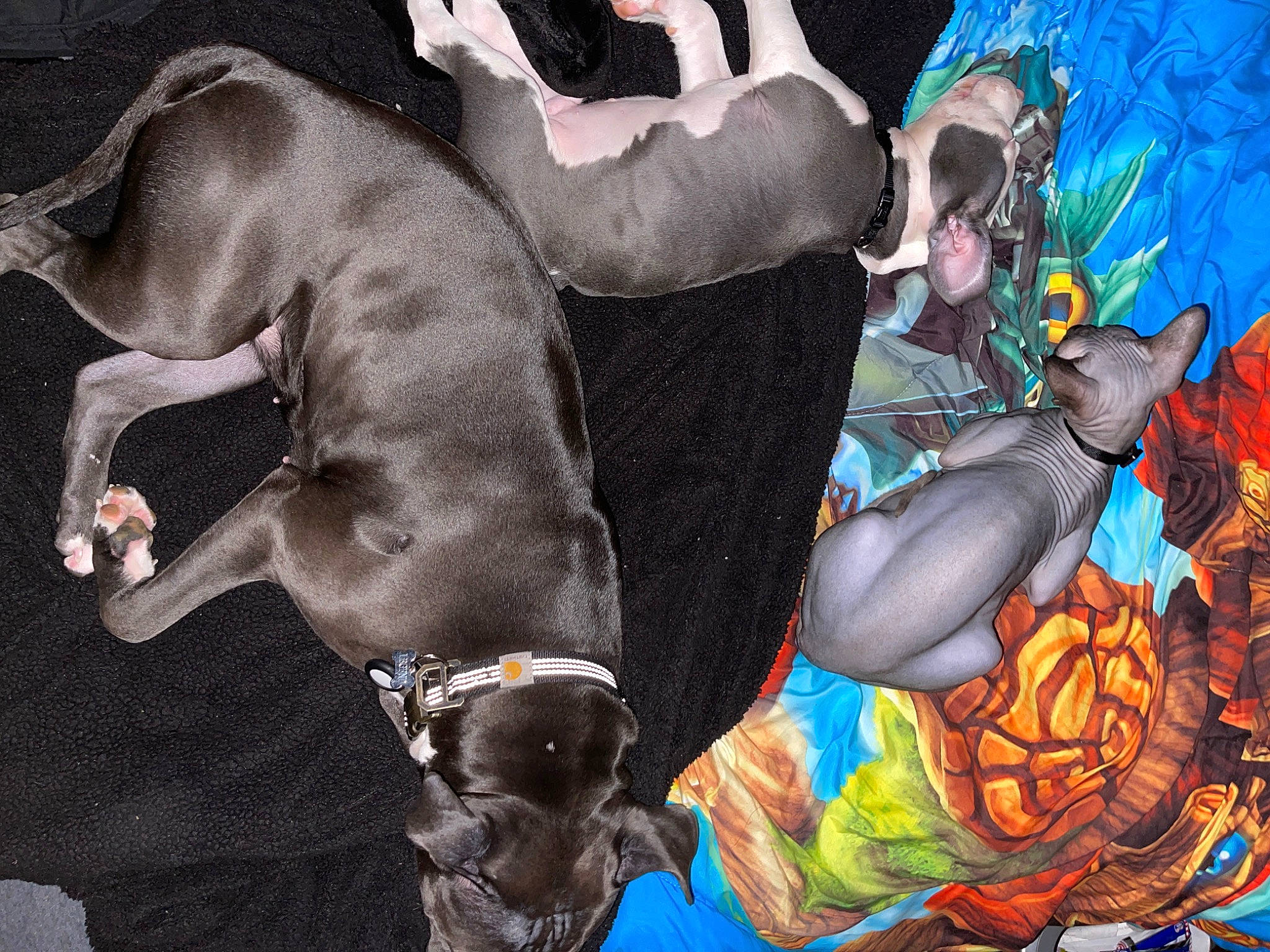 Legend joined the competition — help win amazing prizes! animated_cartoon, art, artist, cg_artwork, companion_dog, dog, entertainment, event, fiction, fictional_character, fun, graphic_design, guard_dog, hat, mythology, painting, tail, toy_dog, visual_arts, working_animal