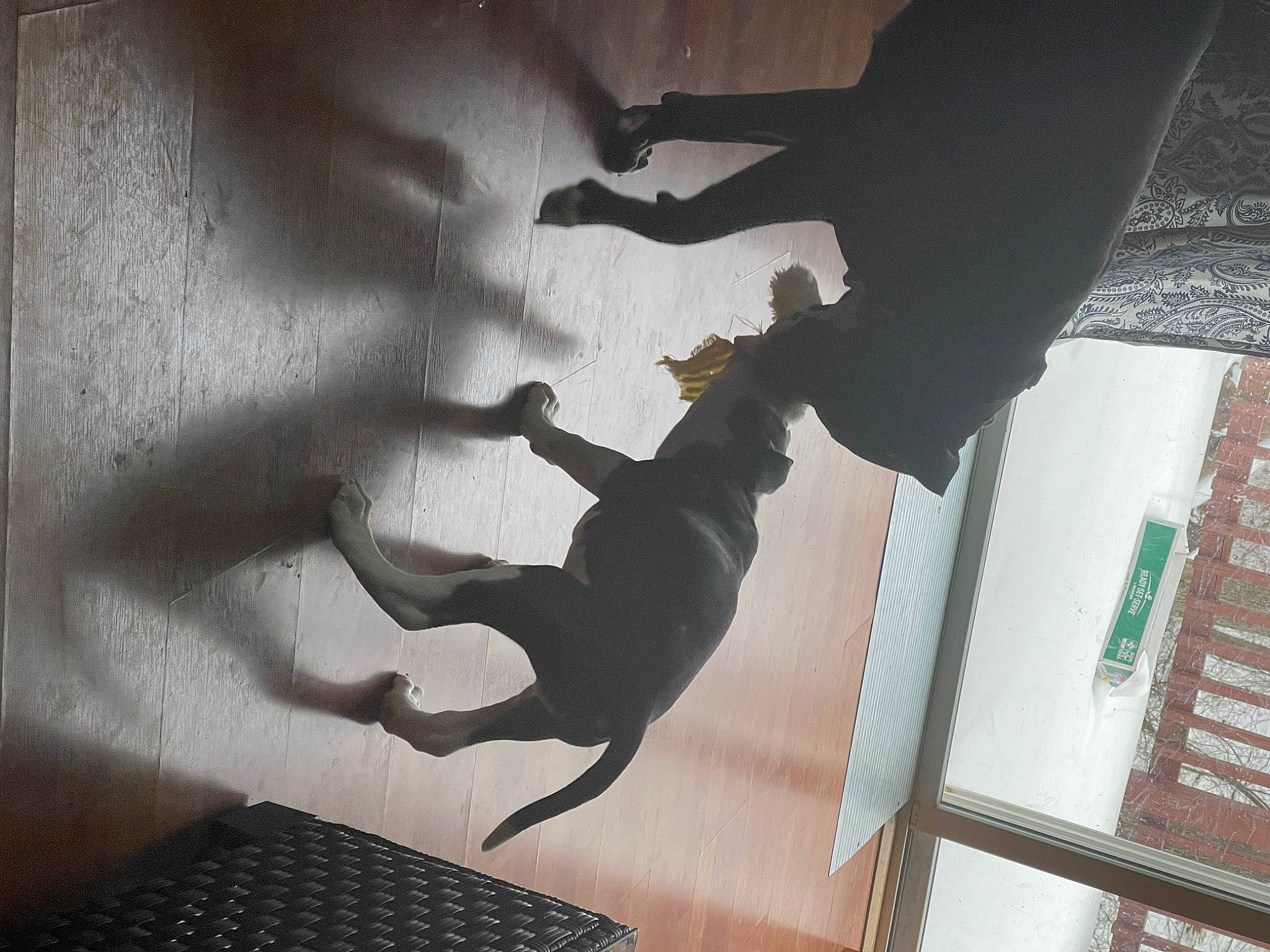Legend is registered to the contest to win money with this photo: adventure, art, ceiling, floor, flooring, fun, human_leg, organism, recreation, room, sculpture, shadow, silhouette, stairs, tail, tints_and_shades, tree, visual_arts, wall, wood