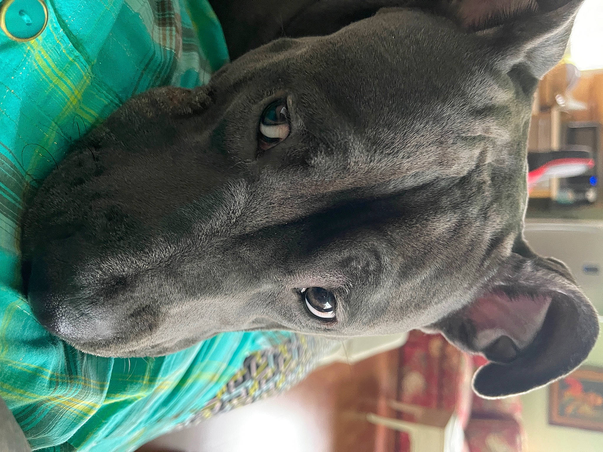 Legend joined the competition — help win amazing prizes! canidae, carmine, carnivore, collar, dog, dog_breed, dog_collar, ear, electric_blue, fashion_accessory, fawn, green, grey, mexican_hairless_dog, personal_protective_equipment, pet_supply, snout, sporting_group, whiskers, working_animal