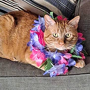 Simba is registered to the contest to win money with this photo: cat, ginger_cat, flower_garland, lei, couch, striped_pillow, indoor, pet, relaxed, feline, orange_fur, whiskers, yellow_eyes, floral_accessory, cozy, domestic_animal, resting, close_up, cute, colorful