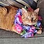 cat, ginger_cat, flower_garland, lei, couch, striped_pillow, indoor, pet, relaxed, feline, orange_fur, whiskers, yellow_eyes, floral_accessory, cozy, domestic_animal, resting, close_up, cute, colorful