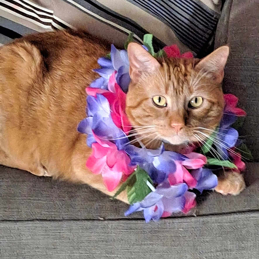 Simba is registered to the contest to win money with this photo: cat, close_up, colorful, couch, cozy, cute, domestic_animal, feline, floral_accessory, flower_garland, ginger_cat, indoor, lei, orange_fur, pet, relaxed, resting, striped_pillow, whiskers, yellow_eyes
