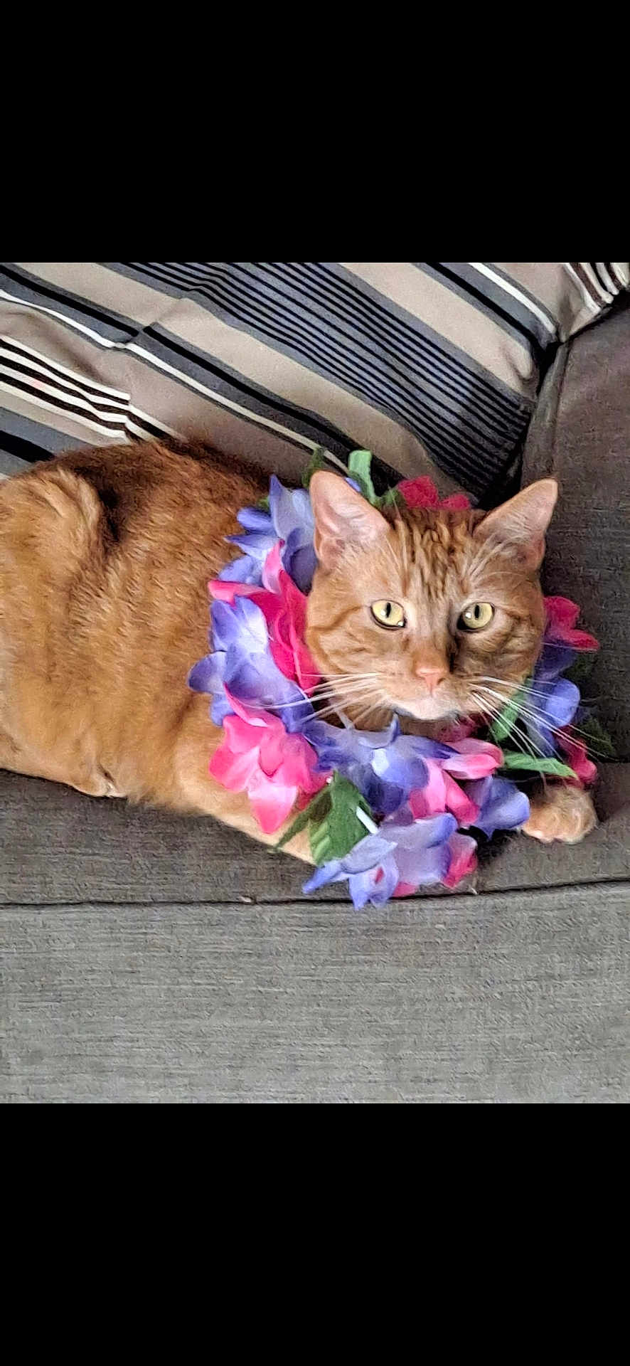 Simba is registered to the contest to win money with this photo: cat, ginger_cat, flower_garland, lei, couch, striped_pillow, indoor, pet, relaxed, feline, orange_fur, whiskers, yellow_eyes, floral_accessory, cozy, domestic_animal, resting, close_up, cute, colorful