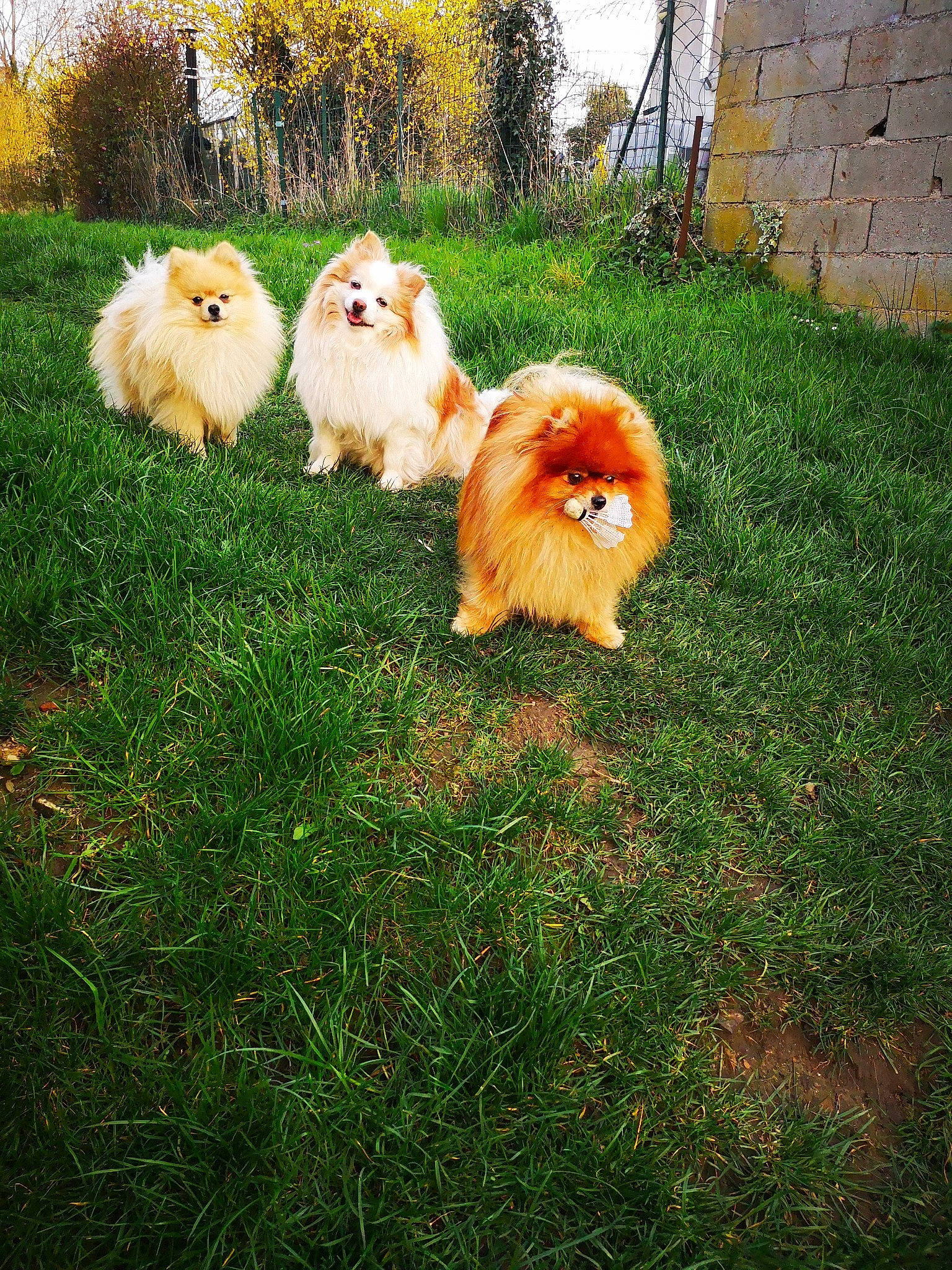 Les Spitz Sportifs a rejoint le concours — aidez-le/la à gagner de superbes lots ! ancient_dog_breeds, canidae, carnivore, companion_dog, dog, dog_breed, eurasier, finnish_spitz, german_spitz, german_spitz_klein, german_spitz_mittel, grass, mammal, non_sporting_group, pomeranian, spitz, sporting_group, toy_dog, vertebrate, volpino_italiano