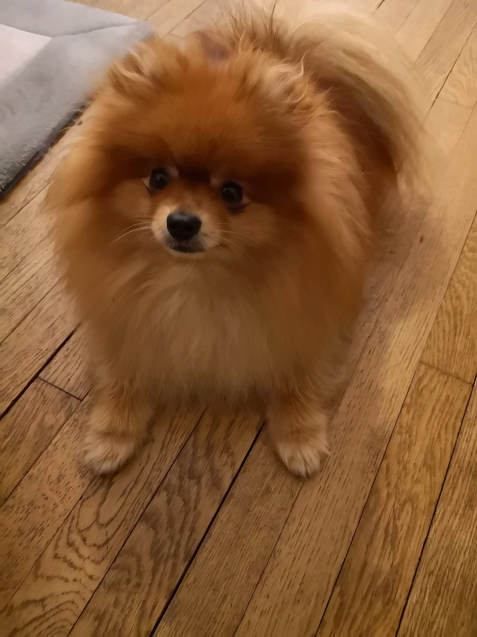 Louka a rejoint le concours — aidez-le/la à gagner de superbes lots ! ancient_dog_breeds, canidae, carnivore, companion_dog, dog, dog_breed, fawn, fur, german_spitz, german_spitz_klein, german_spitz_mittel, mammal, pomeranian, puppy, snout, spitz, sporting_group, toy_dog, vertebrate, volpino_italiano