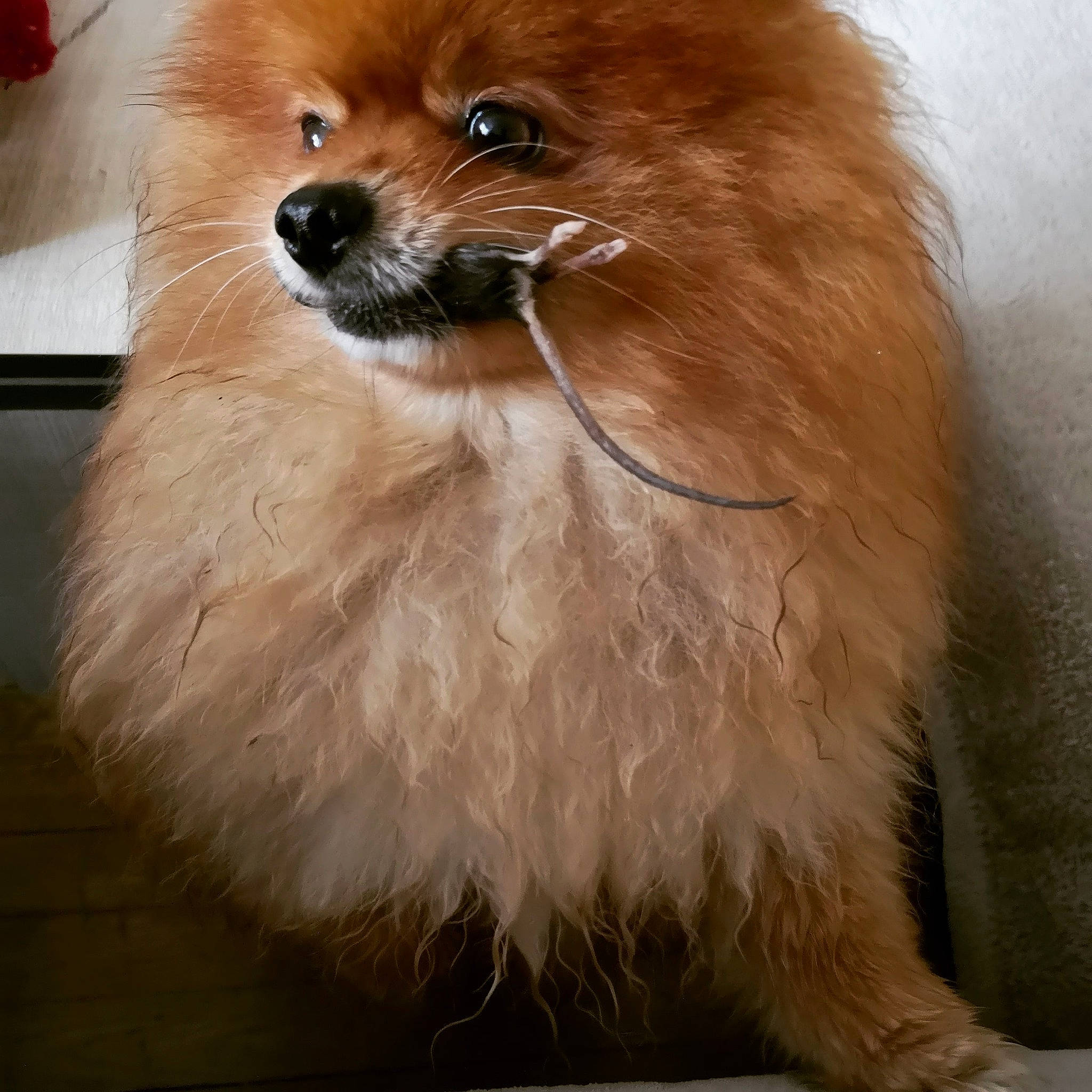 Louka participe au concours pour gagner de l'argent avec cette photo : canidae, carnivore, companion_dog, dog, dog_breed, fawn, fur, german_spitz, german_spitz_klein, german_spitz_mittel, mammal, non_sporting_group, pomeranian, snout, spitz, sporting_group, toy_dog, vertebrate, volpino_italiano, whiskers