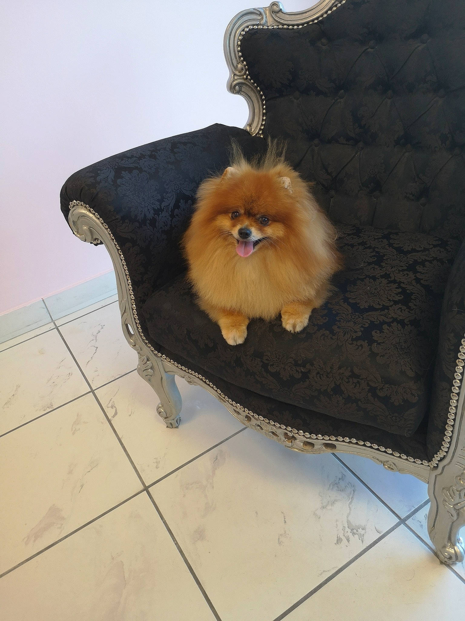 Louka participe au concours pour gagner de l'argent avec cette photo : canidae, carnivore, companion_dog, dog, dog_breed, fawn, fur, german_spitz, german_spitz_klein, german_spitz_mittel, non_sporting_group, pomeranian, spitz, toy_dog, volpino_italiano