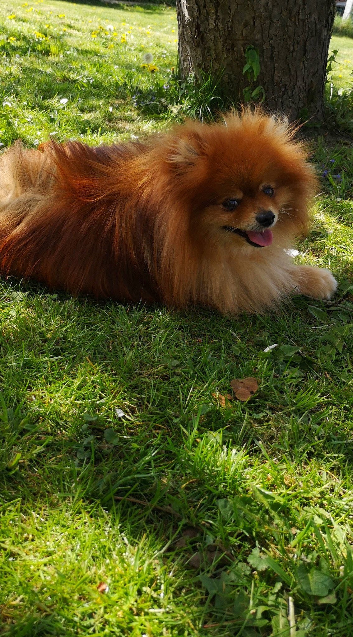 Louka a rejoint le concours — aidez-le/la à gagner de superbes lots ! ancient_dog_breeds, canidae, carnivore, companion_dog, dog, dog_breed, fawn, german_spitz, german_spitz_klein, german_spitz_mittel, grass, mammal, non_sporting_group, plant, pomeranian, spitz, sporting_group, toy_dog, vertebrate, volpino_italiano
