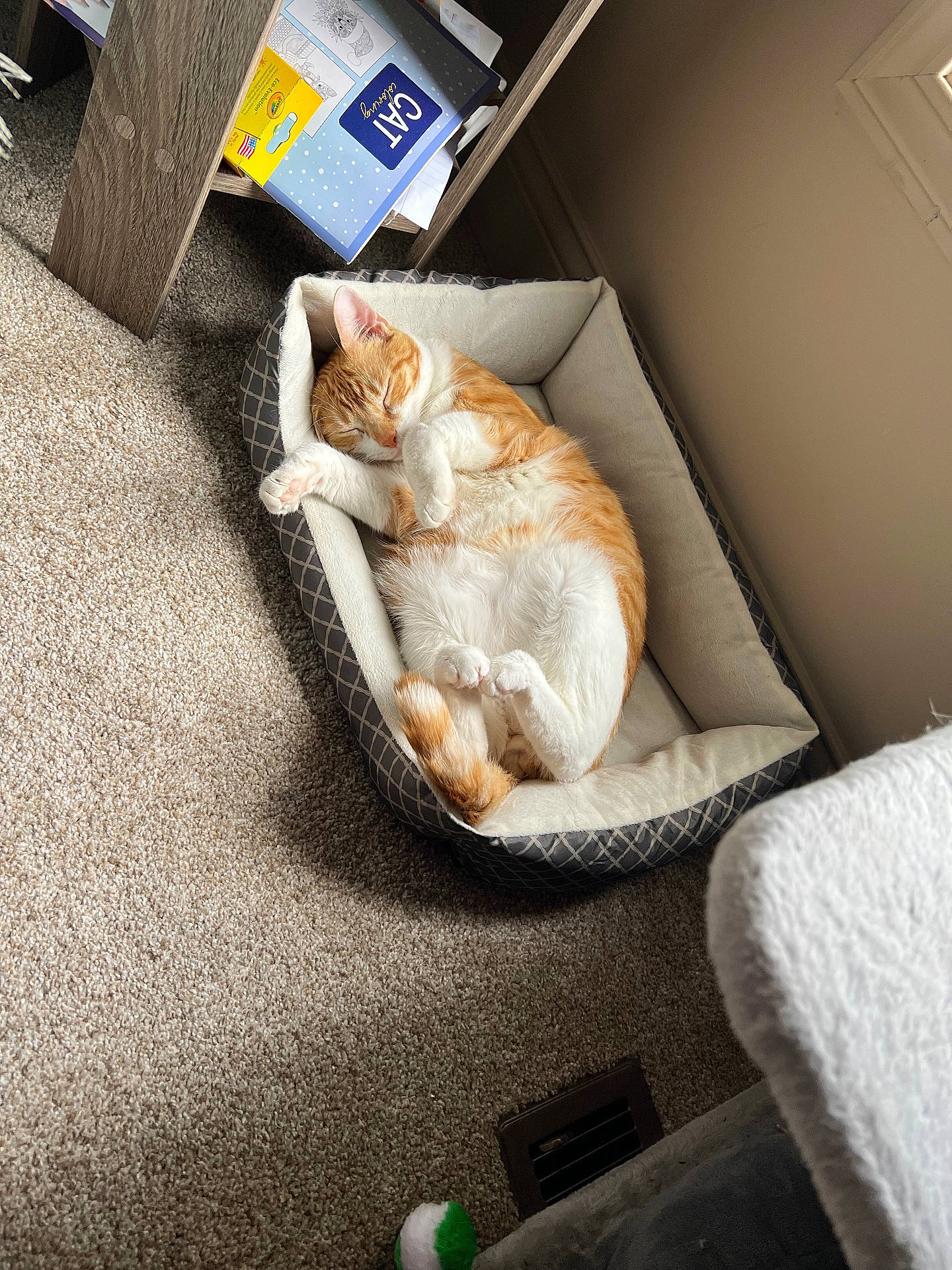 Chowder is registered to the contest to win money with this photo: books, carpet, cat, cozy, cute, floor, furniture, ginger_cat, home, indoor, natural_light, papers, pet_bed, quiet, relaxed, resting, shelf, sleeping, white_cat, window