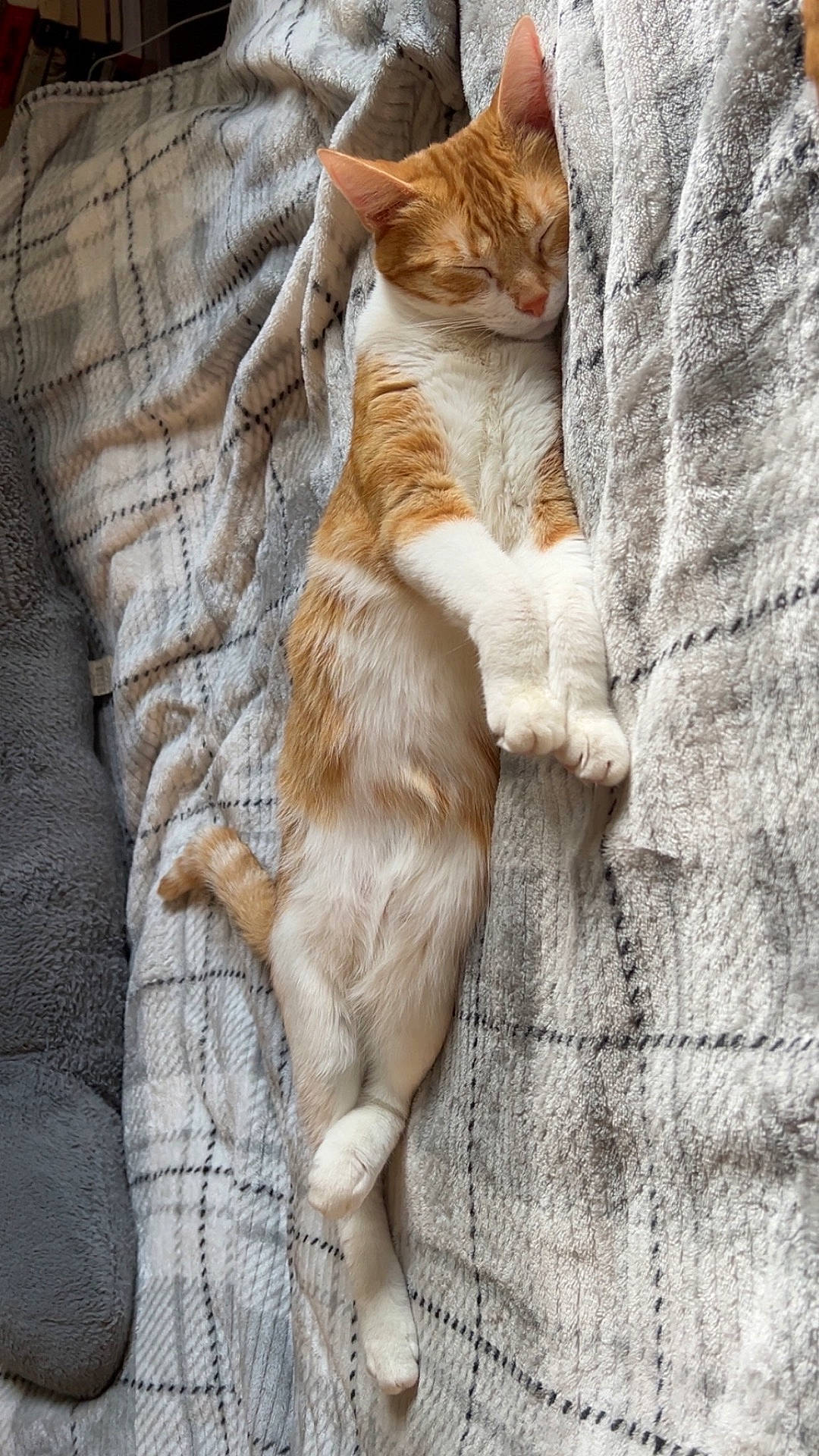 Chowder joined the competition — help win amazing prizes! animal, blanket, cat, cozy, cute, domestic_cat, feline, fur, indoor, nap, orange_cat, paw, peaceful, pet, relaxed, resting, sleeping, soft_texture, whiskers, white_cat