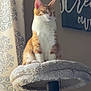 Chowder is registered to the contest to win money with this photo: cat, cat_tree, orange_cat, white_cat, indoor, pet, feline, curtain, patterned_curtain, soft_light, cozy, home_interior, furniture, resting, cute, animal, play_toy, hanging_ball, relaxed, portrait