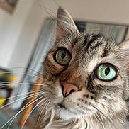 Crapule participe au concours pour gagner de l'argent avec cette photo : cat, close_up, green_eyes, whiskers, indoor, feline, pet, curious, fur, animal, portrait, domestic, mammal, face, eye, whisker, tabby, soft_light, home, blurred_background