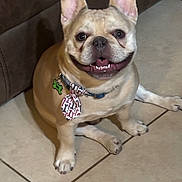 Denver Urena joined the competition — help win amazing prizes! animal, canine, collar, companion, cute, dog, domestic_animal, ears_up, face, french_bulldog, friendly, happy, indoor, mammal, paw, pet, short_hair, sitting, smiling, tile_floor