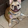 animal, canine, collar, companion, cute, dog, domestic_animal, ears_up, face, french_bulldog, friendly, happy, indoor, mammal, paw, pet, short_hair, sitting, smiling, tile_floor