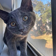 Pebbles is registered to the contest to win money with this photo: cat, kitten, gray_cat, window, windowsill, curious, close_up, pet, animal, whiskers, ears, indoor, natural_light, portrait, feline, young_cat, looking, face, cute, domestic_animal