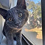 cat, kitten, gray_cat, window, windowsill, curious, close_up, pet, animal, whiskers, ears, indoor, natural_light, portrait, feline, young_cat, looking, face, cute, domestic_animal