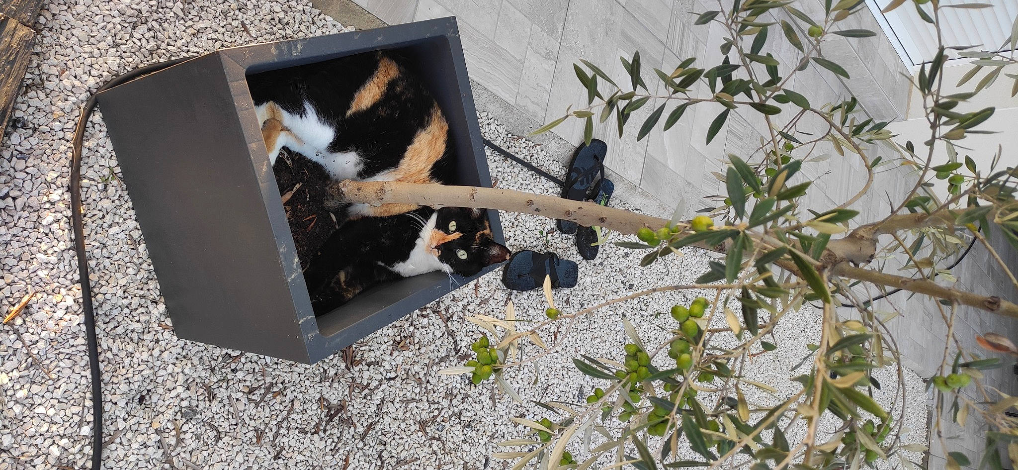 Coccinelle a rejoint le concours — aidez-le/la à gagner de superbes lots ! animal_shelter, canidae, carnivore, cat, cat_supply, companion_dog, dog_breed, felidae, fur, mammal, pet_supply, plant, rectangle, small_to_medium_sized_cats, sporting_group, tail, twig, whiskers, window, wood