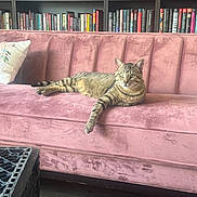 Eddie is registered to the contest to win money with this photo: books, bookshelf, cat, cozy, cushion, cute, domestic_animal, furniture, home, indoor, living_room, mammal, pet, pink_sofa, relaxed, resting, sofa, striped_cat, tabby, wood_floor