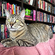 Eddie joined the competition — help win amazing prizes! cat, tabby, yellow_eyes, lounging, pink_couch, bookshelf, books, indoor, pet, feline, striped, curious, relaxed, animal, cozy, home, fur, whiskers, ears, closeup