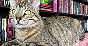 Eddie joined the competition — help win amazing prizes! animal, books, bookshelf, cat, closeup, cozy, curious, ears, feline, fur, home, indoor, lounging, pet, pink_couch, relaxed, striped, tabby, whiskers, yellow_eyes
