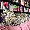 cat, tabby, yellow_eyes, lounging, pink_couch, bookshelf, books, indoor, pet, feline, striped, curious, relaxed, animal, cozy, home, fur, whiskers, ears, closeup