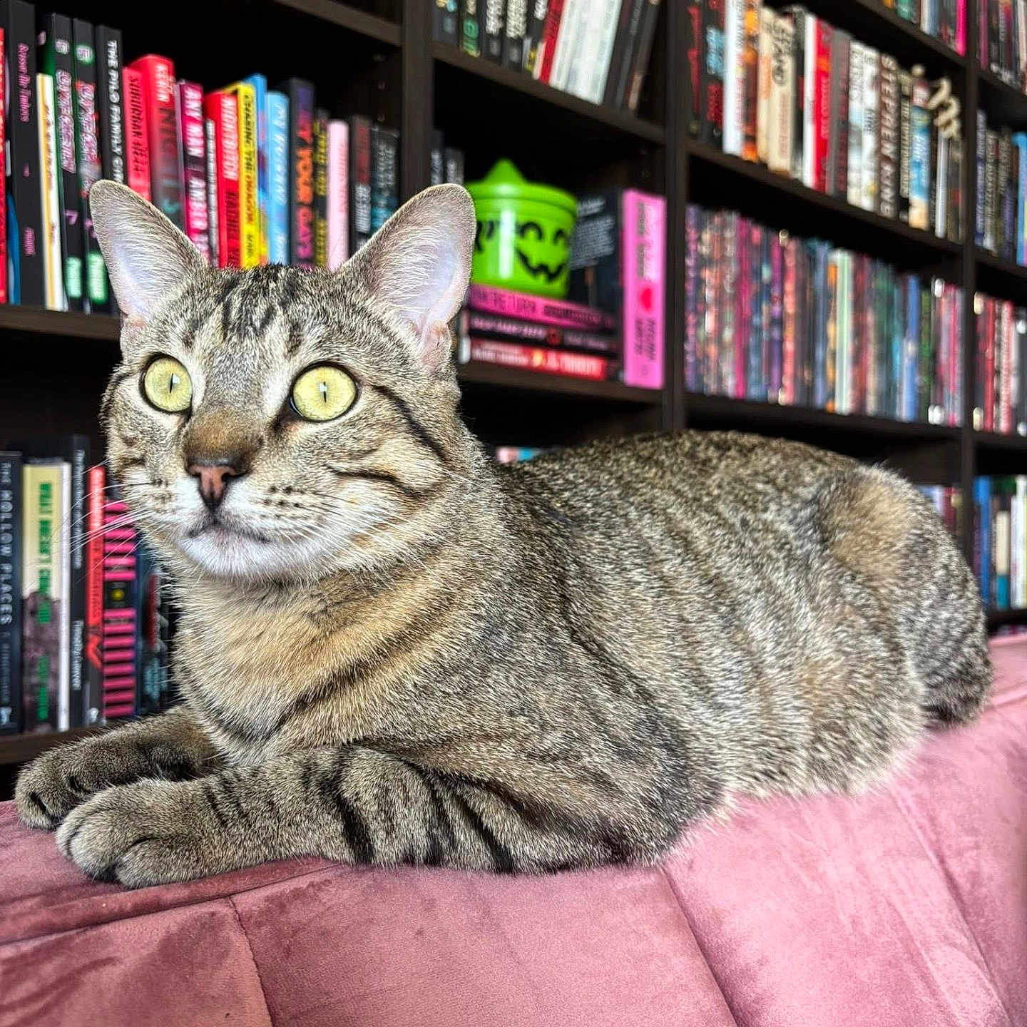 Eddie joined the competition — help win amazing prizes! cat, tabby, yellow_eyes, lounging, pink_couch, bookshelf, books, indoor, pet, feline, striped, curious, relaxed, animal, cozy, home, fur, whiskers, ears, closeup