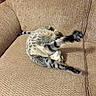 Eddie is registered to the contest to win money with this photo: animal, beige, blur, cat, couch, cozy, cute, fur, furniture, home, indoor, legs, living_room, pet, playful, relaxing, rolling, tabby, tail, texture