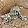 Eddie joined the competition — help win amazing prizes! animal, brown, cat, couch, cozy, cute, domestic, ears, eyes, feline, furniture, indoor, laying_down, paws, pet, relaxed, resting, striped, tabby, whiskers