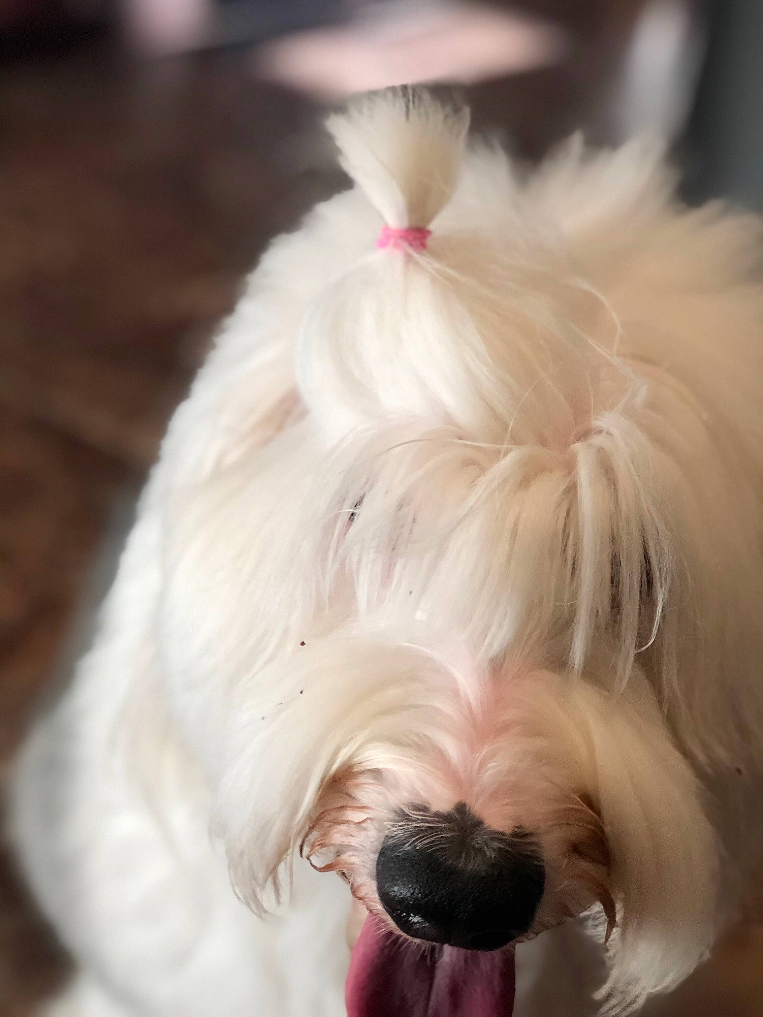 Birdie is registered to the contest to win money with this photo: canidae, carnivore, companion_dog, coton_de_tulear, dog, dog_breed, ear, havanese, irish_soft_coated_wheaten_terrier, maltese, mammal, non_sporting_group, nose, old_english_sheepdog, rare_breed_dog, snout, terrier, tibetan_terrier, toy_dog, vertebrate