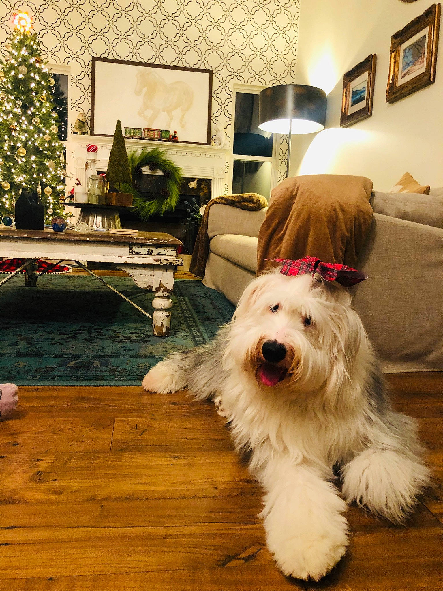 Birdie joined the competition — help win amazing prizes! bearded_collie, canidae, carnivore, companion_dog, coton_de_tulear, dog, dog_breed, irish_soft_coated_wheaten_terrier, mammal, old_english_sheepdog, polish_lowland_sheepdog, rare_breed_dog, sapsali, sealyham_terrier, south_russian_ovcharka, sporting_group, terrier, tibetan_terrier, vertebrate, working_dog