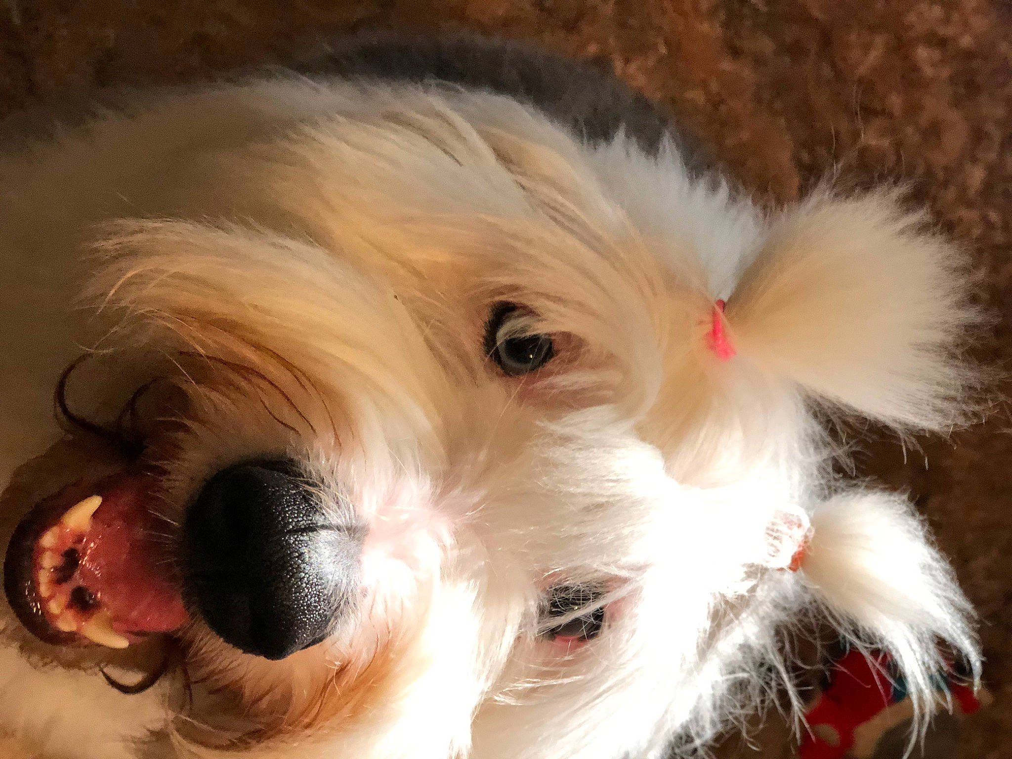 Birdie is registered to the contest to win money with this photo: bearded_collie, canidae, carnivore, companion_dog, dog, dog_breed, fur, havanese, lowchen, mammal, old_english_sheepdog, petit_basset_griffon_vendeen, puppy, schnoodle, sealyham_terrier, snout, sporting_lucas_terrier, terrier, tibetan_terrier, toy_dog