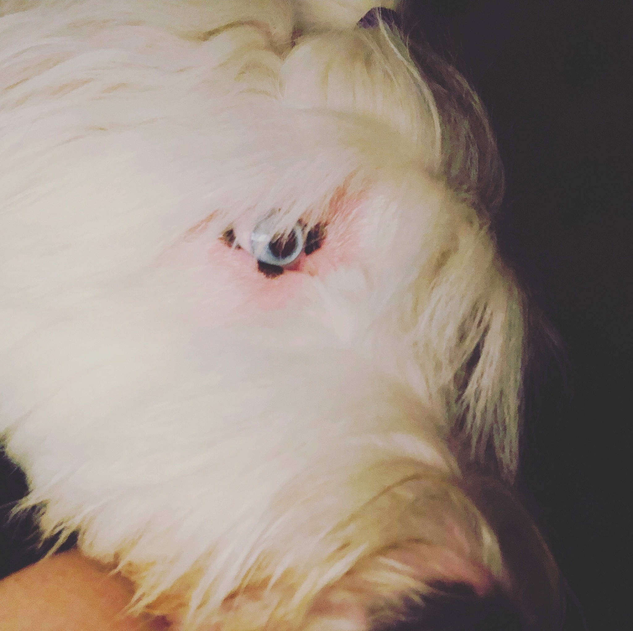 Birdie joined the competition — help win amazing prizes! blond, canidae, carnivore, companion_dog, dog_breed, ear, eye, eyebrow, fur, hair, long_hair, maltese, neck, nose, organ, skin, tail