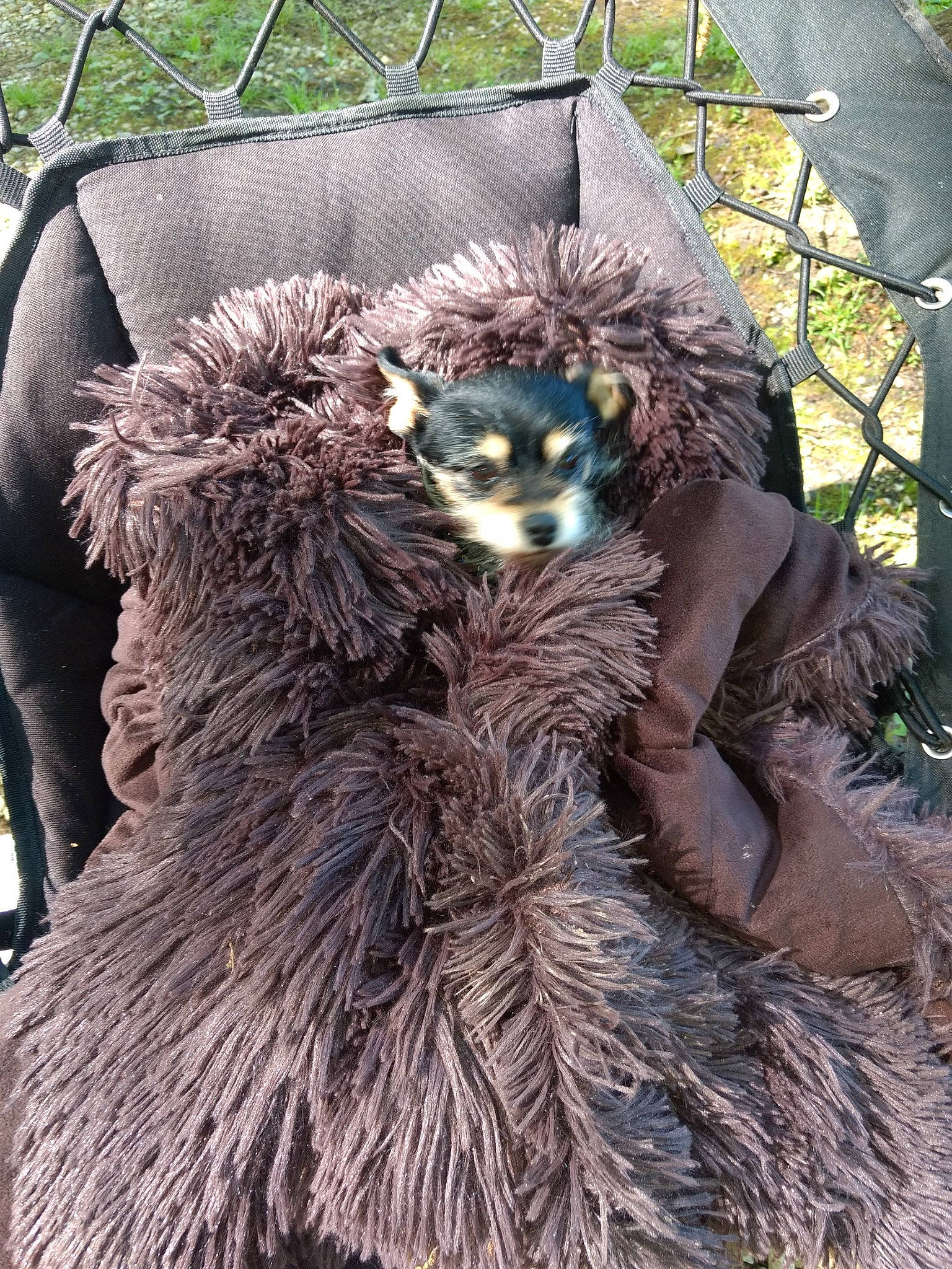 Isabella Elizabeth joined the competition — help win amazing prizes! bear, canidae, carnivore, claw, costume_design, dog_breed, event, fashion_design, felidae, fur, mustelidae, plant, snout, tail, terrestrial_animal, toy, whiskers, wildlife, zoo