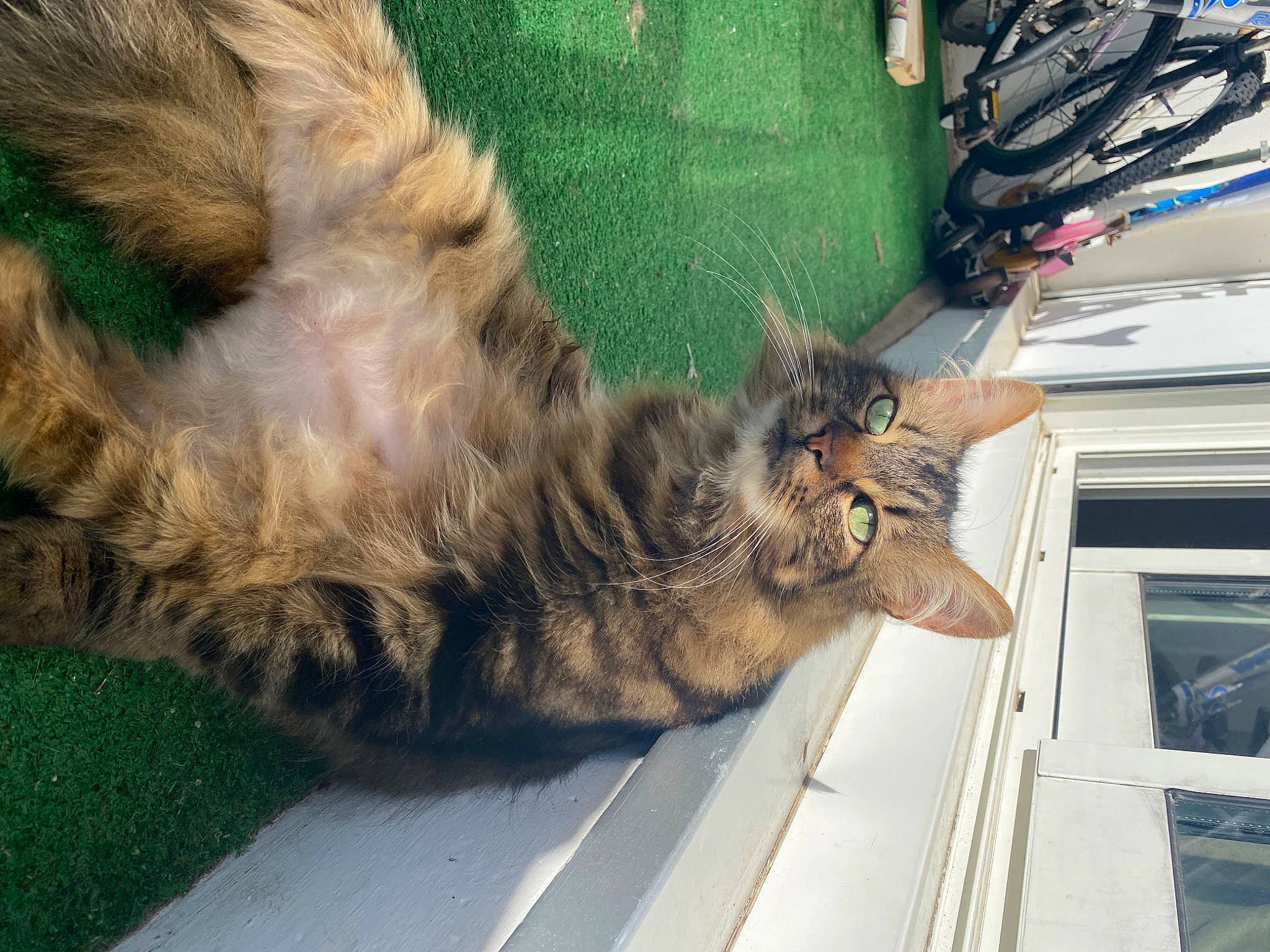 Fylou a rejoint le concours — aidez-le/la à gagner de superbes lots ! carnivore, cat, claw, domestic_short_haired_cat, fawn, felidae, fur, grass, human_leg, paw, plant, small_to_medium_sized_cats, snout, tail, terrestrial_animal, tree, whiskers, wood