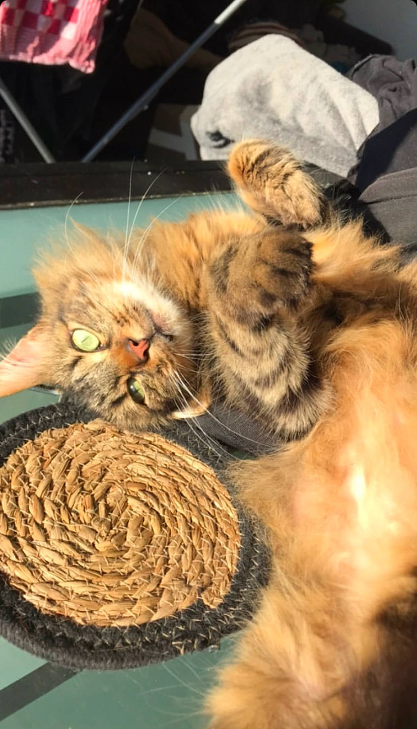 Fylou participe au concours pour gagner de l'argent avec cette photo : basket, carnivore, cat, cat_bed, cat_supply, claw, comfort, domestic_short_haired_cat, felidae, fur, mammal, paw, small_to_medium_sized_cats, tail, terrestrial_animal, textile, thread, whiskers, woolen