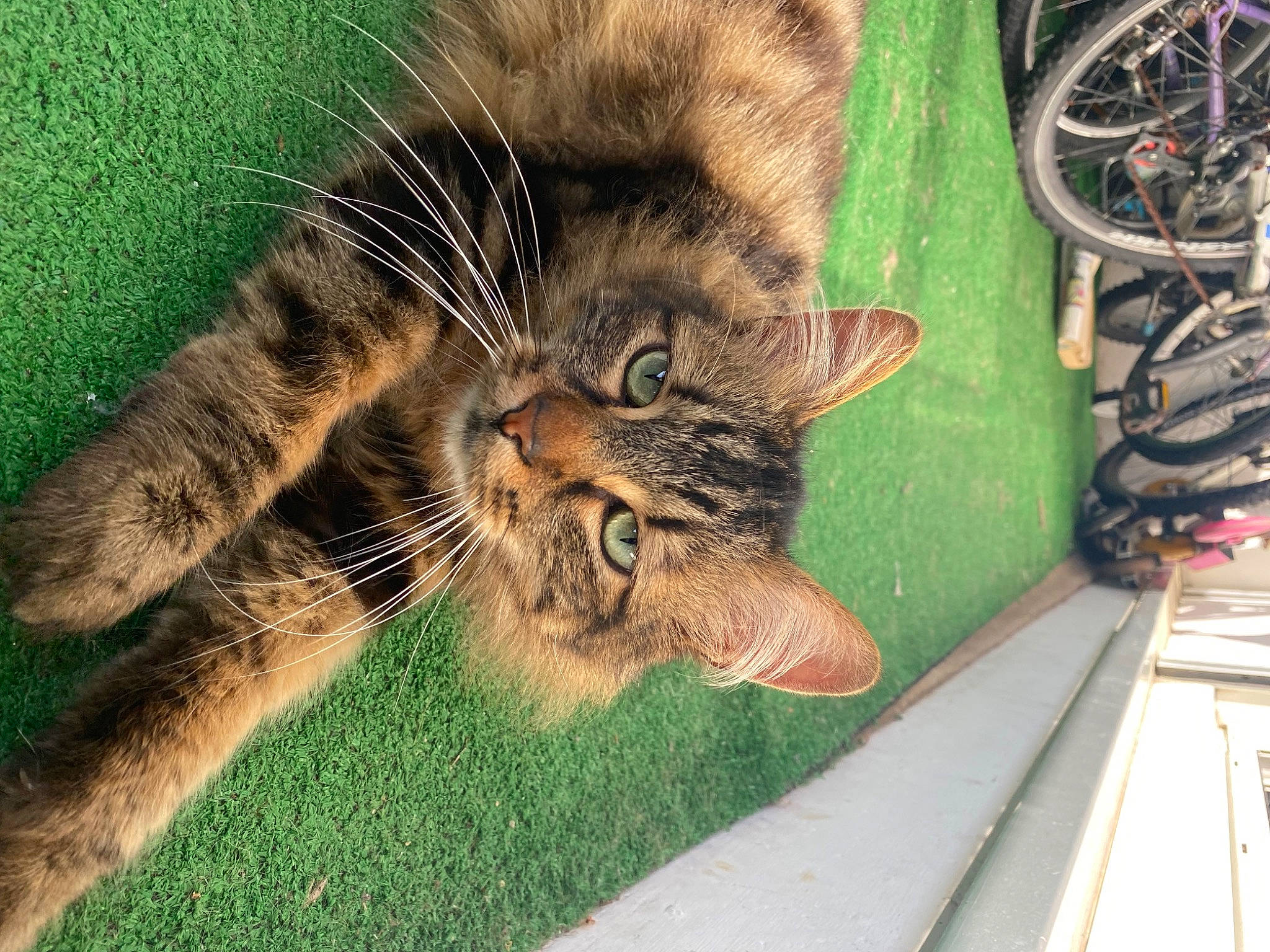 Fylou a rejoint le concours — aidez-le/la à gagner de superbes lots ! bicycle_tire, bicycle_wheel, big_cats, carnivore, cat, claw, domestic_short_haired_cat, fawn, felidae, foot, fur, grass, paw, plant, small_to_medium_sized_cats, snout, tail, terrestrial_animal, whiskers, wildlife