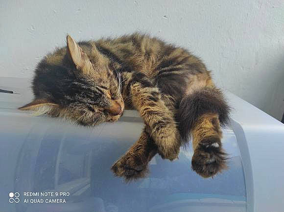 Fylou participe au concours pour gagner de l'argent avec cette photo : carnivore, cat, claw, comfort, domestic_short_haired_cat, felidae, fur, paw, small_to_medium_sized_cats, snout, tail, terrestrial_animal, vertebrate, whiskers