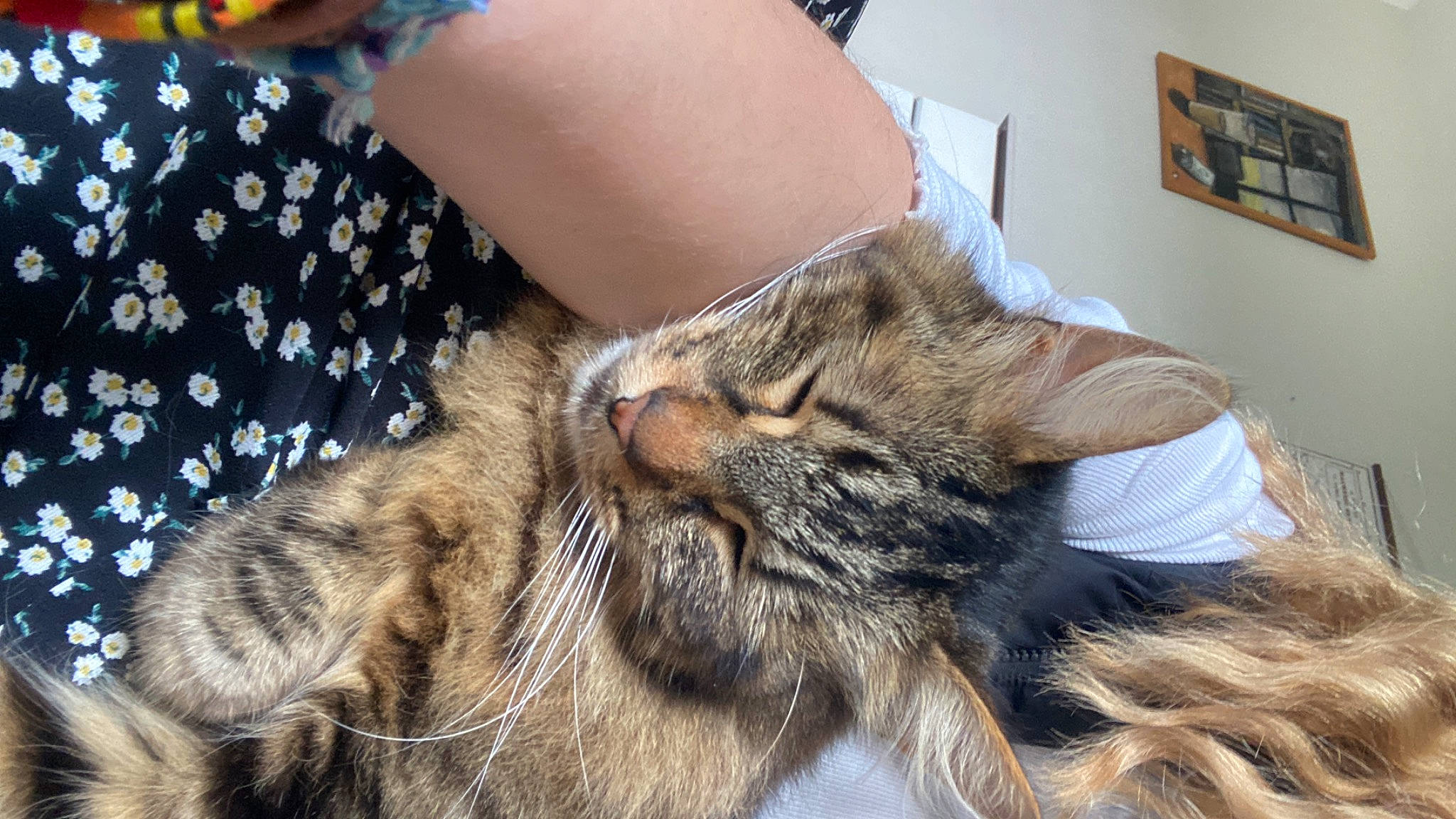 Fylou participe au concours pour gagner de l'argent avec cette photo : carnivore, cat, claw, comfort, domestic_short_haired_cat, ear, felidae, fur, human_leg, nap, paw, picture_frame, sleep, small_to_medium_sized_cats, snout, whiskers