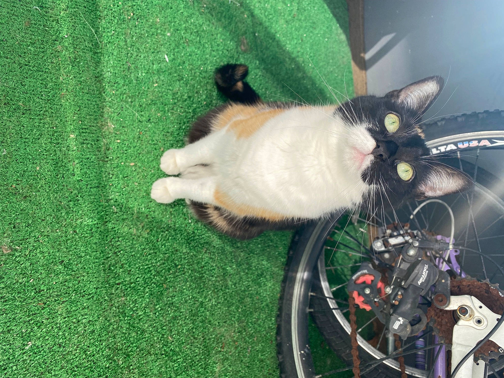 Roma participe au concours pour gagner de l'argent avec cette photo : automotive_tire, bicycle, bicycle_accessory, bicycle_fork, bicycle_frame, bicycle_handlebar, bicycle_part, bicycle_saddle, bicycle_tire, bicycle_wheel, carnivore, cat, crankset, felidae, grass, green, groupset, tire, vehicle, wheel