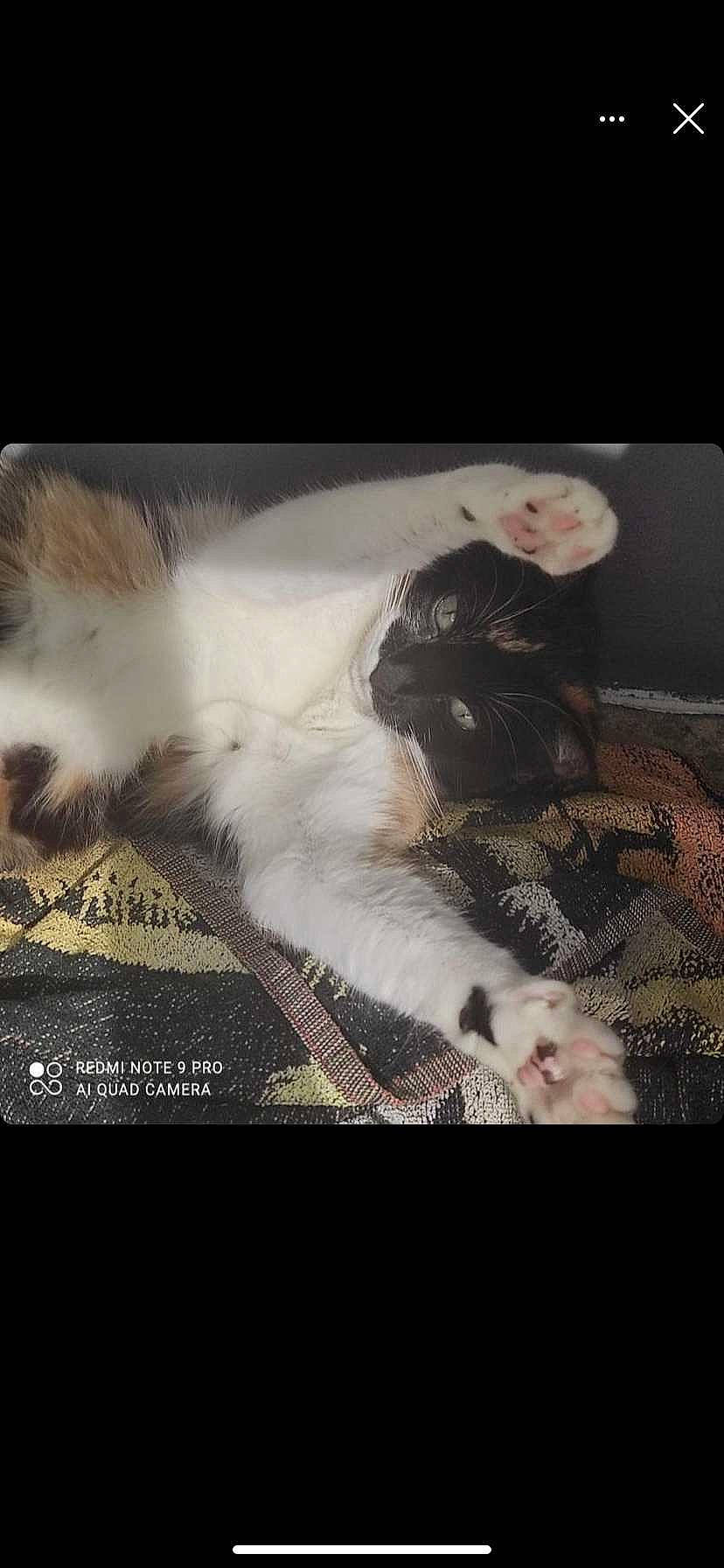 Roma participe au concours pour gagner de l'argent avec cette photo : art, canidae, carnivore, cat, companion_dog, darkness, dog_breed, felidae, fur, paw, photo_caption, sky, small_to_medium_sized_cats, snout, sporting_group, square, tail, tints_and_shades, visual_arts, whiskers