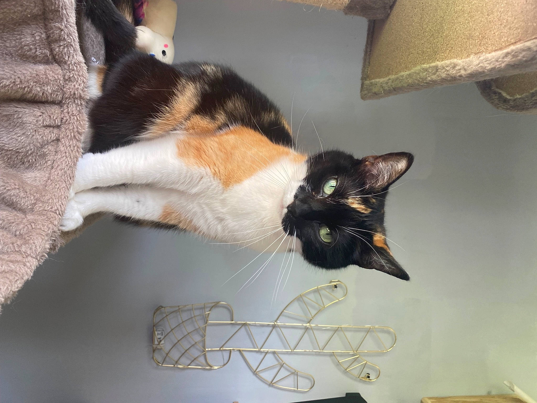 Roma participe au concours pour gagner de l'argent avec cette photo : carnivore, cat, comfort, domestic_short_haired_cat, felidae, fur, lamp, lampshade, linens, plant, room, small_to_medium_sized_cats, tail, whiskers, window