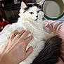 Molly is registered to the contest to win money with this photo: cat, white_cat, black_markings, fluffy, pet, hand, ring, blanket, pink_blanket, tail, indoor, furniture, cozy, home, resting, animal, cute, fur, relaxation, domestic